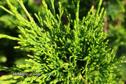 - Juniperus chinensis 'Mac's Golden' Juniper - Mr Maple │ Buy Japanese Maple Trees