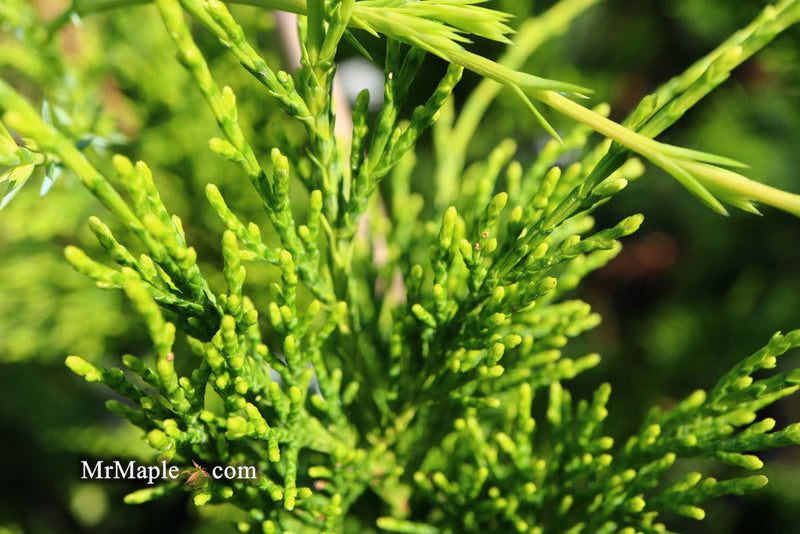 - Juniperus chinensis 'Mac's Golden' Juniper - Mr Maple │ Buy Japanese Maple Trees