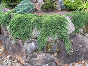- Juniperus horizontalis 'Pancake' Creeping Juniper - Mr Maple │ Buy Japanese Maple Trees