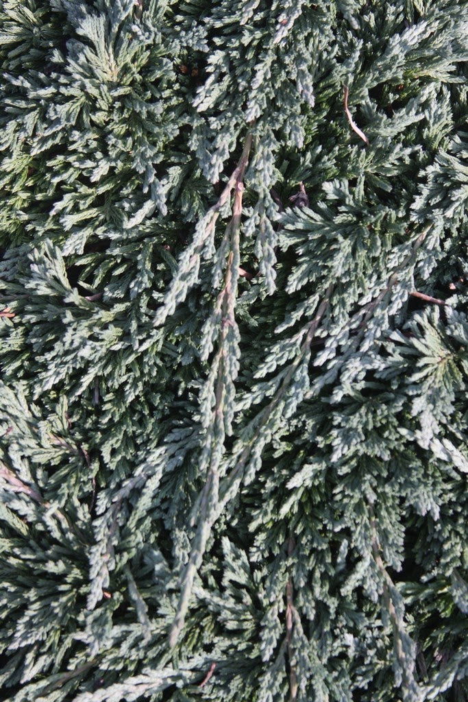 - Juniperus horizontalis 'Pancake' Creeping Juniper - Mr Maple │ Buy Japanese Maple Trees