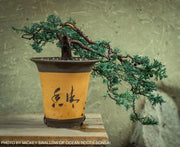 - Juniperus horizontalis 'Wiltonii' Blue Rug Juniper - Mr Maple │ Buy Japanese Maple Trees