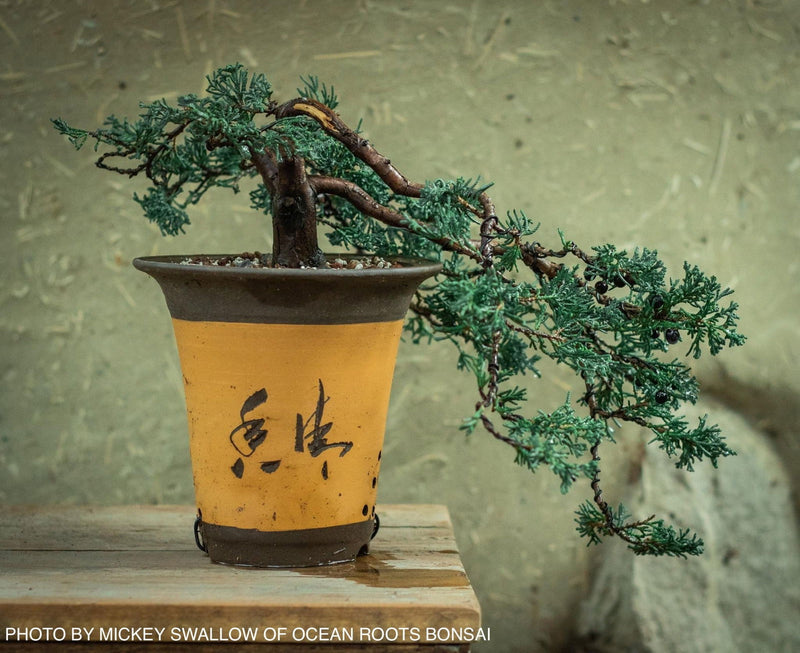 - Juniperus horizontalis 'Wiltonii' Blue Rug Juniper - Mr Maple │ Buy Japanese Maple Trees