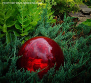 - Juniperus horizontalis 'Wiltonii' Blue Rug Juniper - Mr Maple │ Buy Japanese Maple Trees