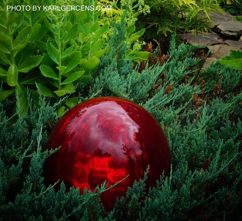 - Juniperus horizontalis 'Wiltonii' Blue Rug Juniper - Mr Maple │ Buy Japanese Maple Trees