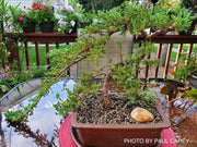 - Juniperus procumbens 'Green Mound' Dwarf Juniper - Mr Maple │ Buy Japanese Maple Trees