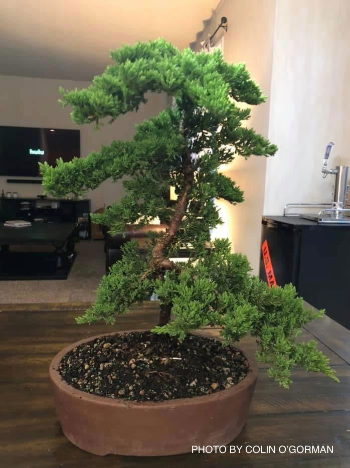 - Juniperus procumbens 'Green Mound' Dwarf Juniper - Mr Maple │ Buy Japanese Maple Trees