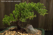 - Juniperus procumbens 'Green Mound' Dwarf Juniper - Mr Maple │ Buy Japanese Maple Trees