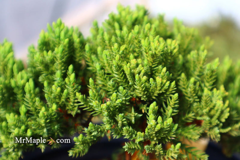 - Juniperus procumbens 'Green Mound' Dwarf Juniper - Mr Maple │ Buy Japanese Maple Trees
