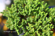 - Juniperus procumbens 'Green Mound' Dwarf Juniper - Mr Maple │ Buy Japanese Maple Trees