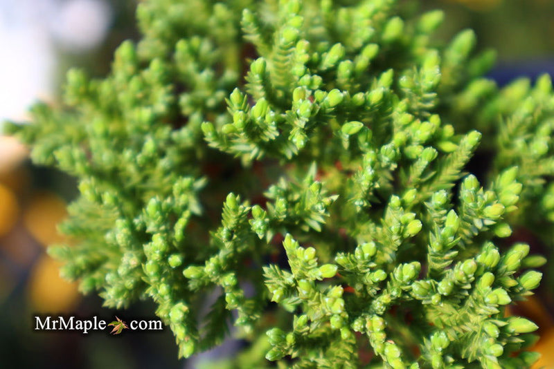 - Juniperus procumbens 'Green Mound' Dwarf Juniper - Mr Maple │ Buy Japanese Maple Trees