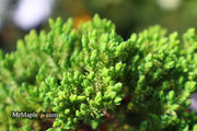 - Juniperus procumbens 'Green Mound' Dwarf Juniper - Mr Maple │ Buy Japanese Maple Trees