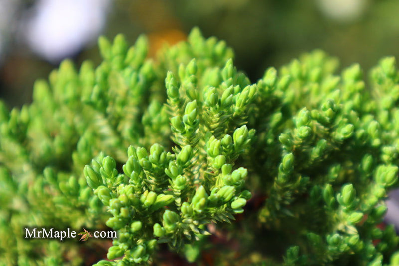 - Juniperus procumbens 'Green Mound' Dwarf Juniper - Mr Maple │ Buy Japanese Maple Trees