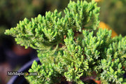 - Juniperus procumbens 'Green Mound' Dwarf Juniper - Mr Maple │ Buy Japanese Maple Trees