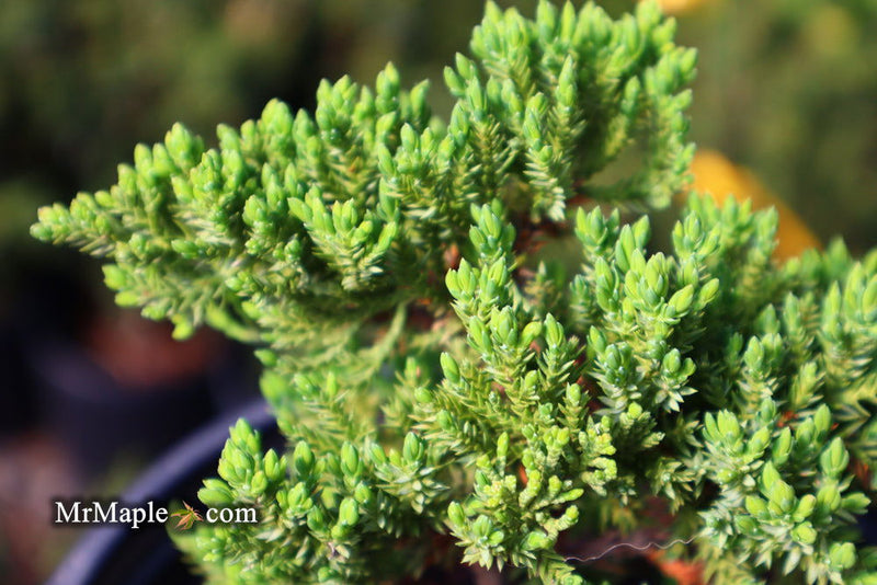 - Juniperus procumbens 'Green Mound' Dwarf Juniper - Mr Maple │ Buy Japanese Maple Trees