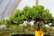 - Juniperus procumbens 'Green Mound' Dwarf Juniper - Mr Maple │ Buy Japanese Maple Trees
