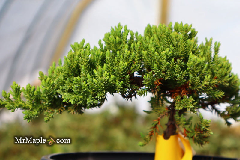- Juniperus procumbens 'Green Mound' Dwarf Juniper - Mr Maple │ Buy Japanese Maple Trees