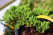 - Juniperus procumbens 'Green Mound' Dwarf Juniper - Mr Maple │ Buy Japanese Maple Trees