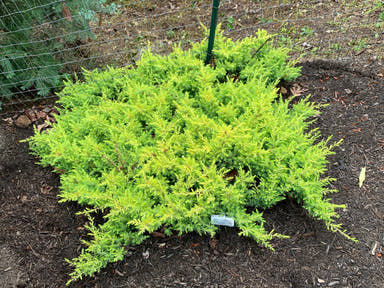 - Juniperus rigida conferta 'All Gold' Golden Shore Juniper - Mr Maple │ Buy Japanese Maple Trees