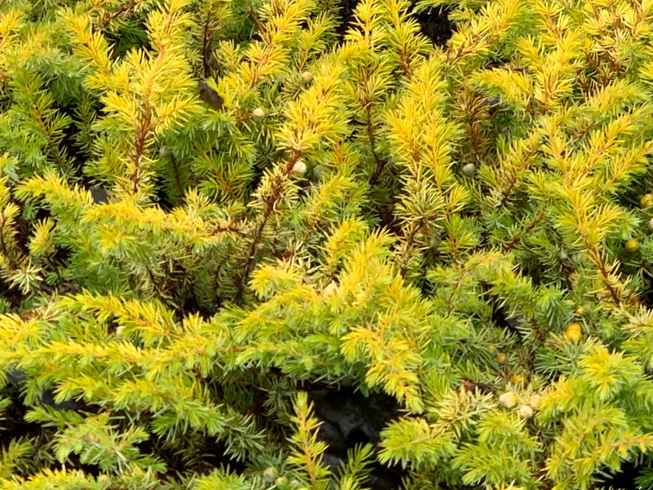 Juniperus Rigida Tree Buy Juniperus rigida conferta 'All Gold' Golden Shore Juniper — Mr ...