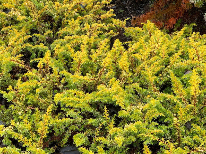 - Juniperus rigida conferta 'All Gold' Golden Shore Juniper - Mr Maple │ Buy Japanese Maple Trees