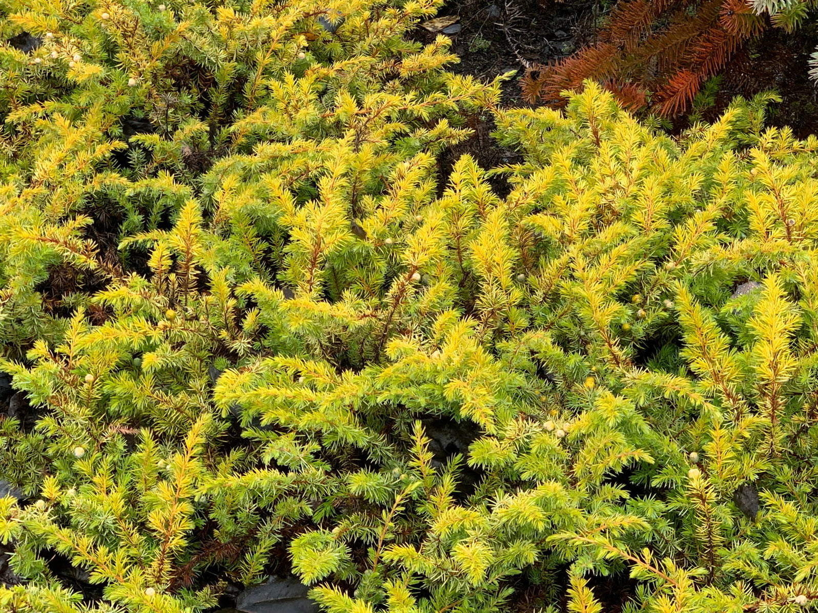 Juniperus Rigida Buy Juniperus rigida conferta 'All Gold' Golden Shore Juniper — Mr ...