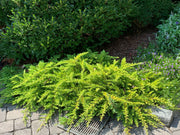 - Juniperus rigida conferta 'All Gold' Golden Shore Juniper - Mr Maple │ Buy Japanese Maple Trees