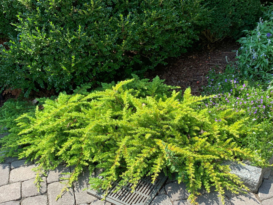 Juniperus Rigida Buy Juniperus rigida conferta 'All Gold' Golden Shore Juniper — Mr ...