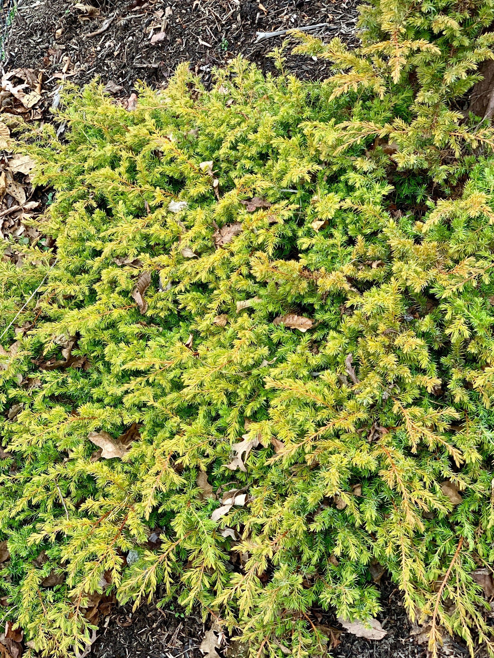 Juniperus Rigida Buy Juniperus rigida conferta 'All Gold' Golden Shore Juniper — Mr ...