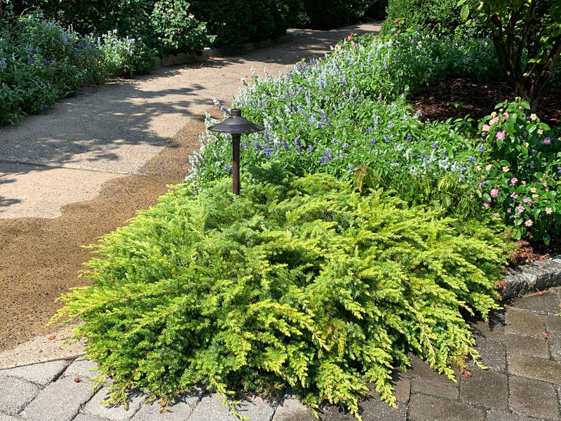 - Juniperus rigida conferta 'All Gold' Golden Shore Juniper - Mr Maple │ Buy Japanese Maple Trees