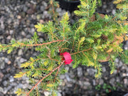 - Juniperus rigida conferta 'All Gold' Golden Shore Juniper - Mr Maple │ Buy Japanese Maple Trees