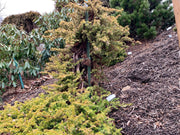 - Juniperus rigida conferta 'All Gold' Golden Shore Juniper - Mr Maple │ Buy Japanese Maple Trees