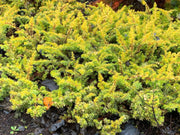 - Juniperus rigida conferta 'All Gold' Golden Shore Juniper - Mr Maple │ Buy Japanese Maple Trees