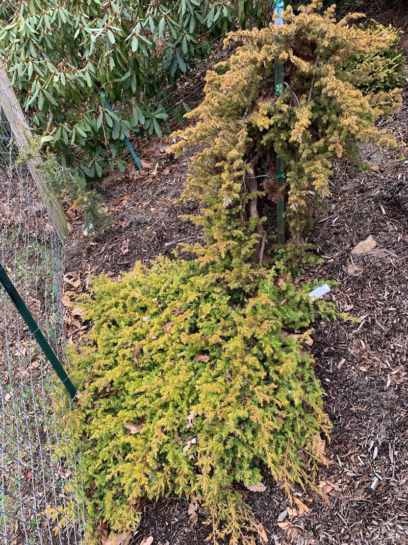 - Juniperus rigida conferta 'All Gold' Golden Shore Juniper - Mr Maple │ Buy Japanese Maple Trees