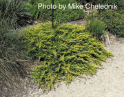- Juniperus rigida conferta 'All Gold' Golden Shore Juniper - Mr Maple │ Buy Japanese Maple Trees