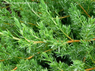- Juniperus rigida conferta 'Blue Pacific' Shore Juniper - Mr Maple │ Buy Japanese Maple Trees