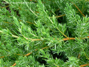 - Juniperus rigida conferta 'Blue Pacific' Shore Juniper - Mr Maple │ Buy Japanese Maple Trees
