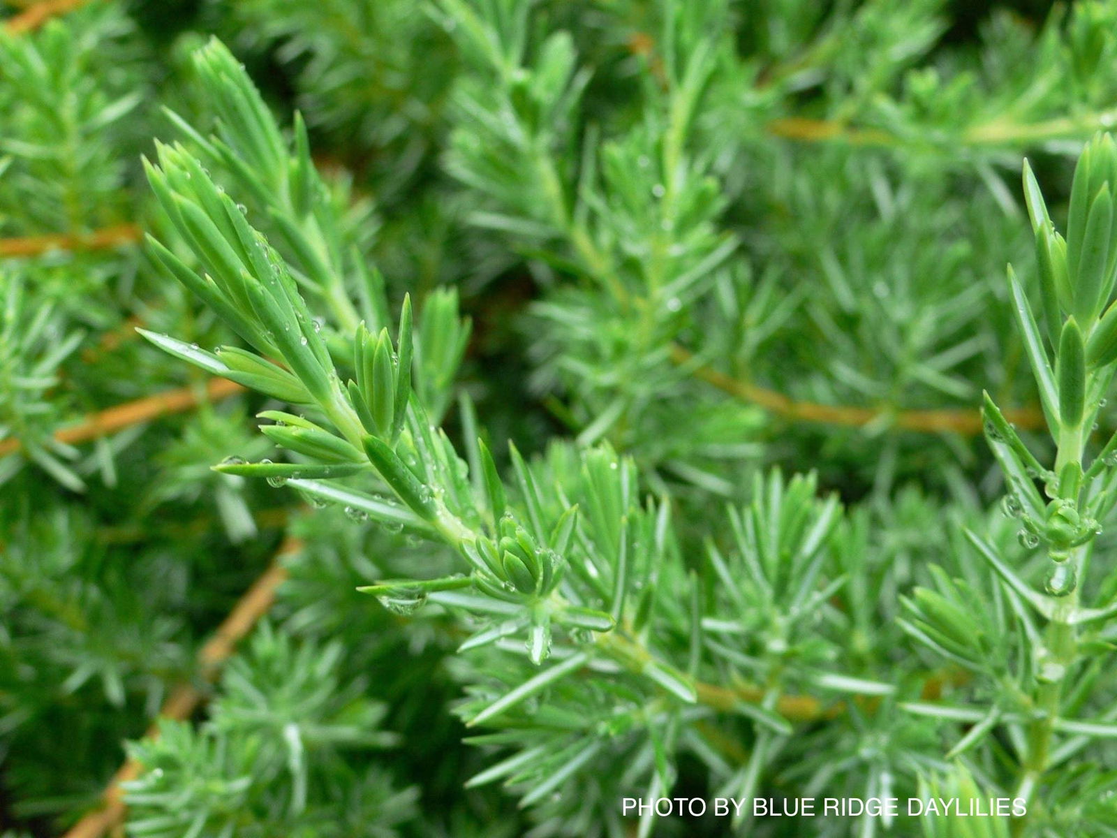 Mr Maple Juniperus rigida conferta - Thumbnail 4