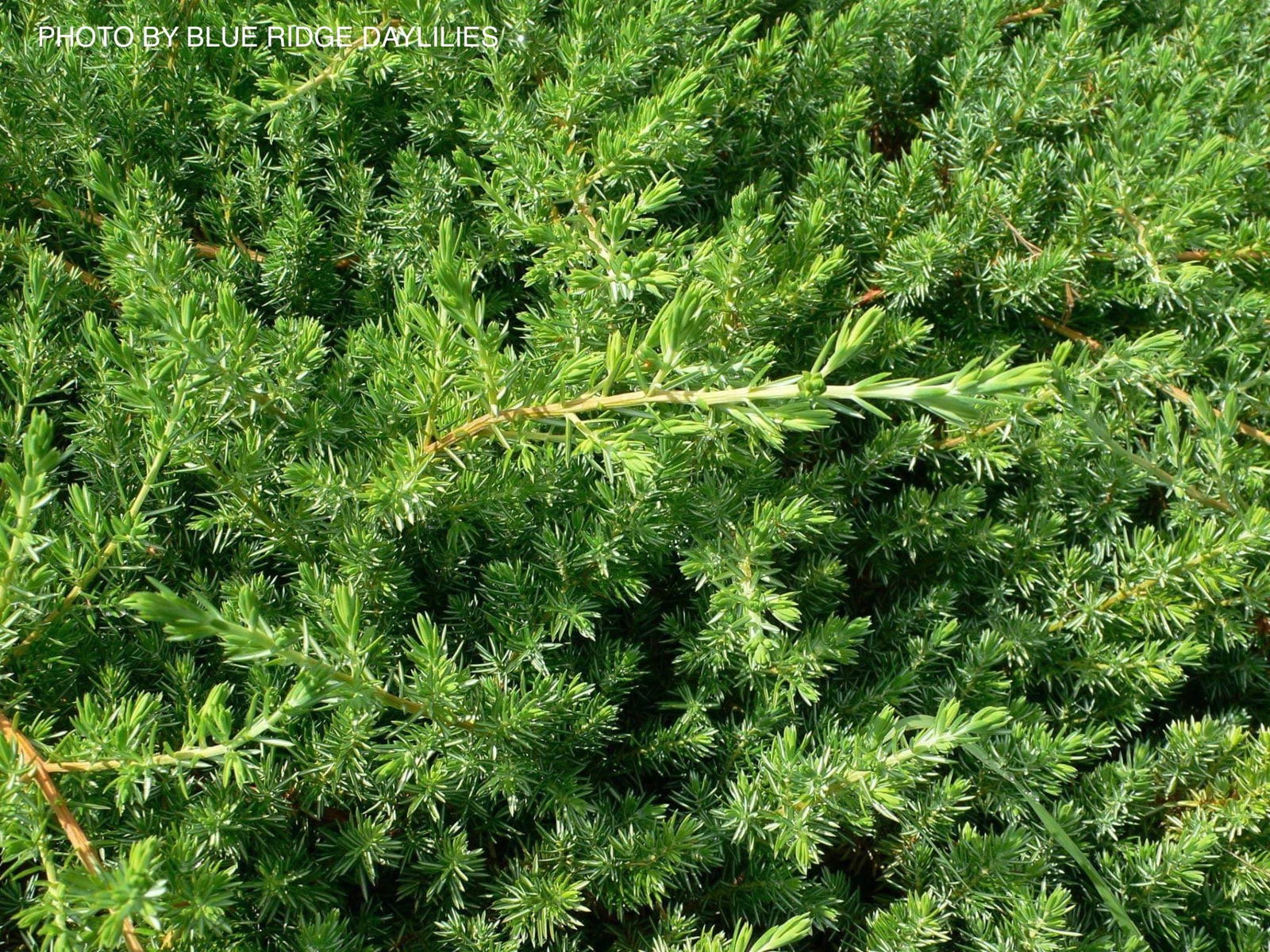 Mr Maple Juniperus rigida conferta - Thumbnail 3