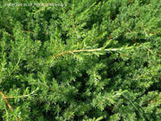 - Juniperus rigida conferta 'Blue Pacific' Shore Juniper - Mr Maple │ Buy Japanese Maple Trees