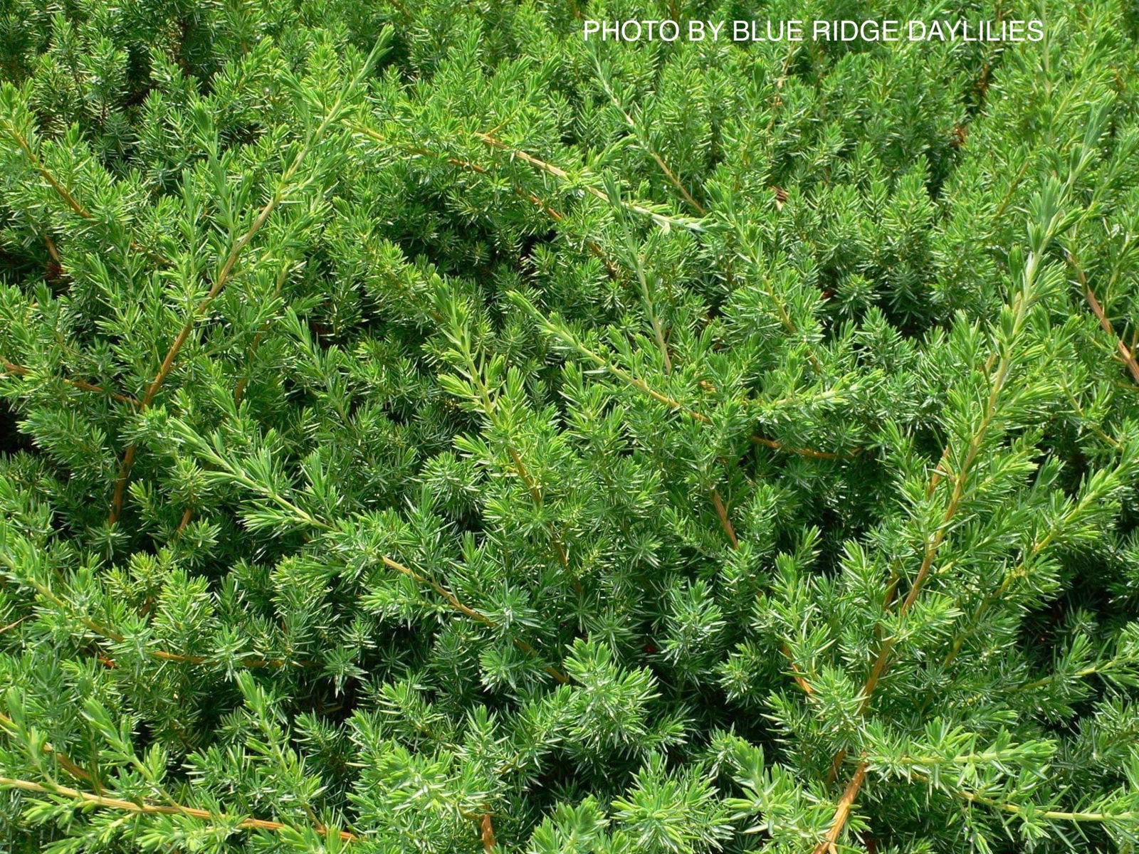 Mr Maple Juniperus rigida conferta