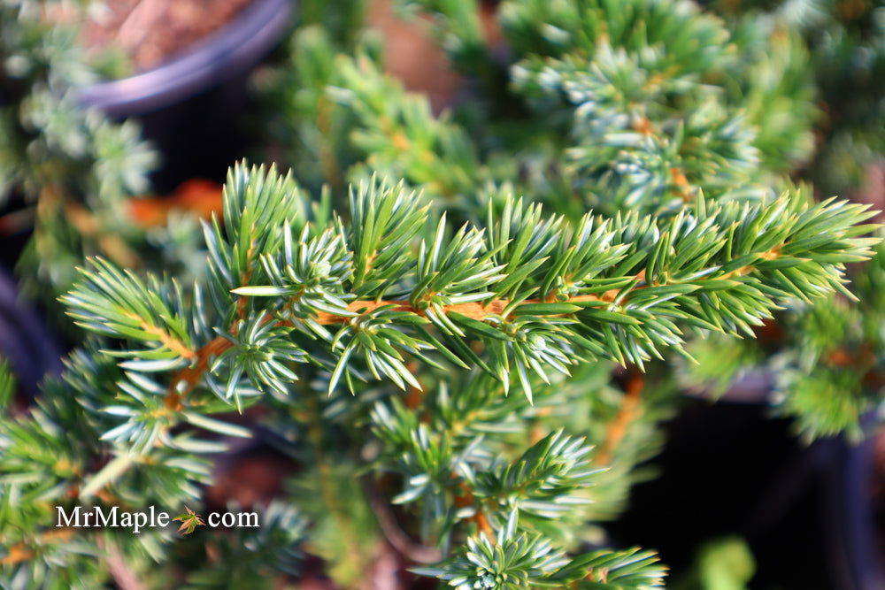 Juniperus Rigida Tree Buy Juniperus rigida conferta 'Blue Pacific' Shore Juniper — Mr Maple ...
