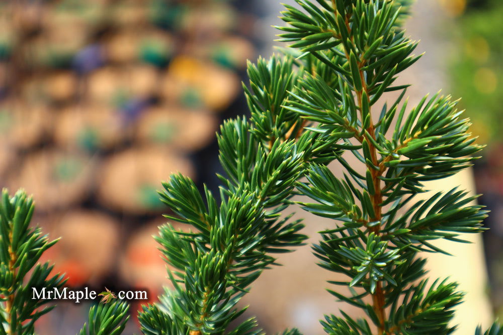 Juniperus Rigida Tree Buy Juniperus rigida conferta 'Blue Pacific' Shore Juniper — Mr Maple ...