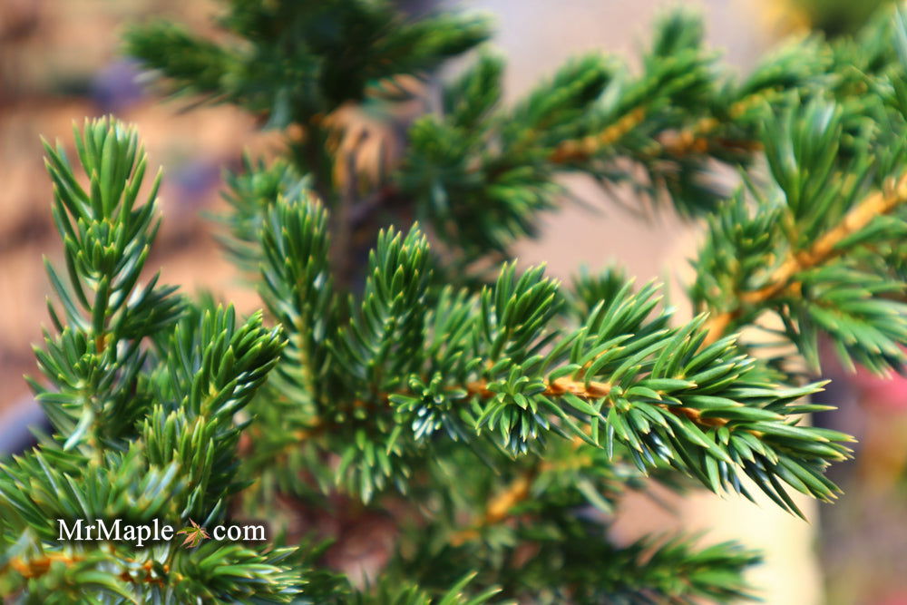 Juniperus Rigida Tree Buy Juniperus rigida conferta 'Blue Pacific' Shore Juniper — Mr Maple ...
