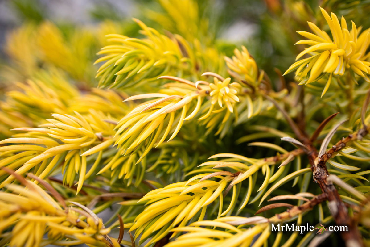 Juniperus Rigida Tree Buy Juniperus rigida conferta 'Golden Pacific' ™ Shore Juniper — Mr ...