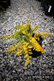 - Juniperus rigida conferta 'Golden Pacific' ™ Shore Juniper - Mr Maple │ Buy Japanese Maple Trees