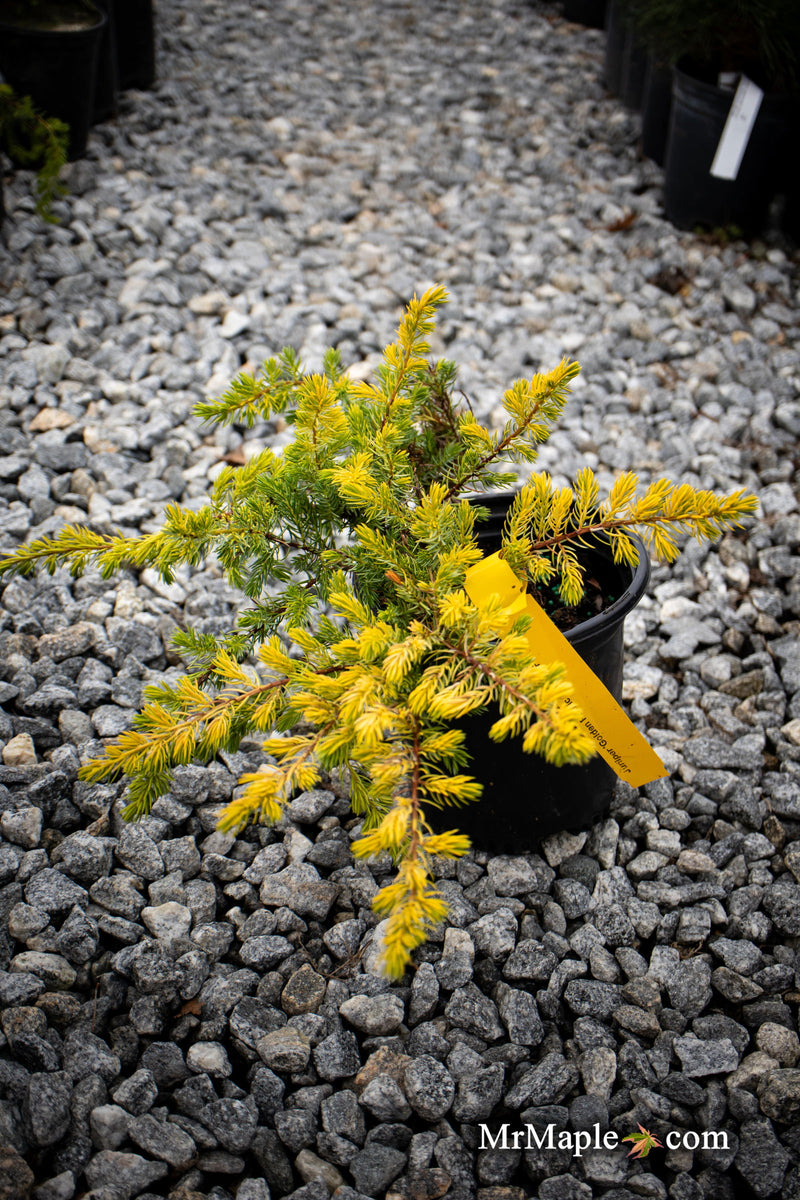 - Juniperus rigida conferta 'Golden Pacific' ™ Shore Juniper - Mr Maple │ Buy Japanese Maple Trees