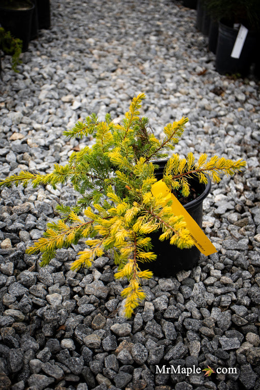 - Juniperus rigida conferta 'Golden Pacific' ™ Shore Juniper - Mr Maple │ Buy Japanese Maple Trees