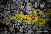 - Juniperus rigida conferta 'Golden Pacific' ™ Shore Juniper - Mr Maple │ Buy Japanese Maple Trees
