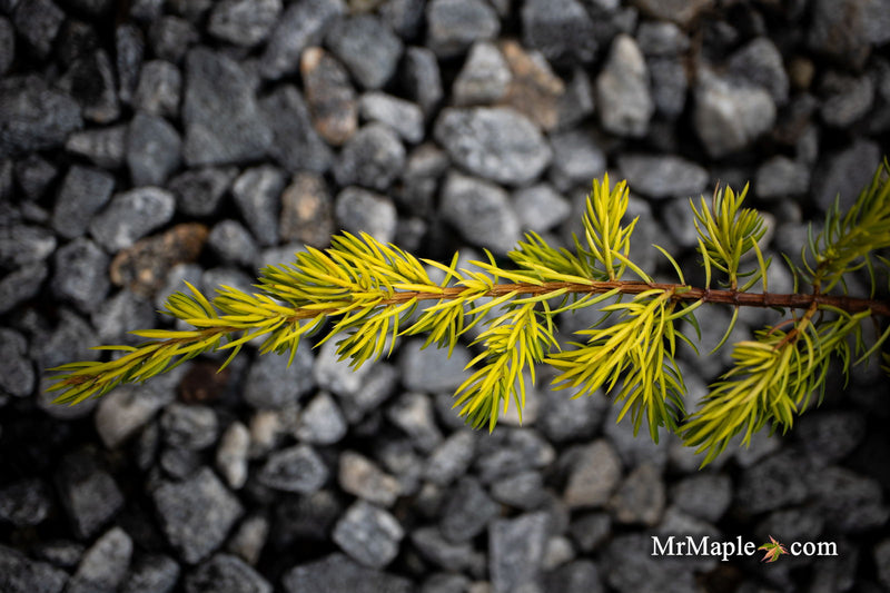- Juniperus rigida conferta 'Golden Pacific' ™ Shore Juniper - Mr Maple │ Buy Japanese Maple Trees