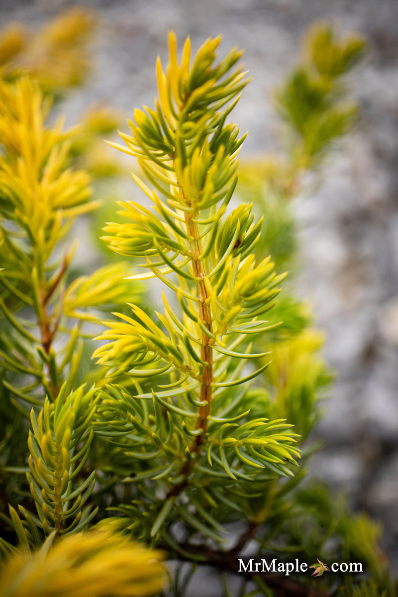 - Juniperus rigida conferta 'Golden Pacific' ™ Shore Juniper - Mr Maple │ Buy Japanese Maple Trees